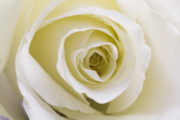 White rose — Stock Photo, Image