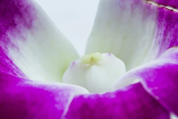 Růžová a fialová orchidej — Stock fotografie