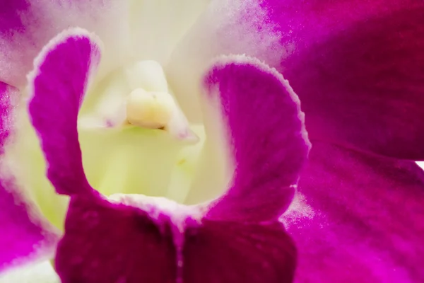 粉红色和淡紫色兰花 — 图库照片