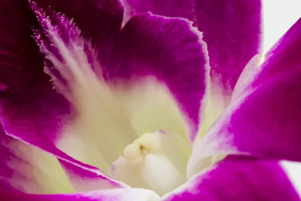 Orquídea rosa e malva — Fotografia de Stock