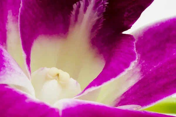 Розовая и лиловая орхидея — стоковое фото