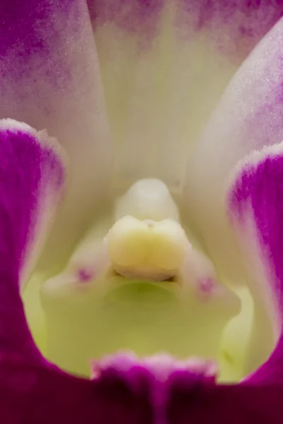 Orquídea rosa e malva — Fotografia de Stock