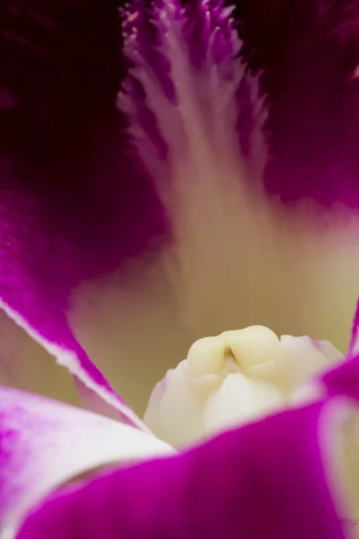 Orquídea rosa e malva — Fotografia de Stock