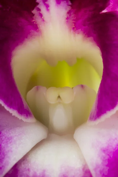 Pembe ve Lila orkide — Stok fotoğraf