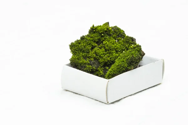 Moos com solo em uma caixa de papelão — Fotografia de Stock
