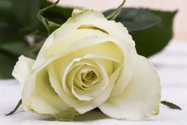 Rosa blanca — Foto de Stock