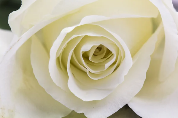 Weiße Rose — Stockfoto