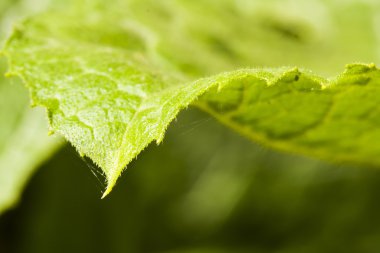 yaprak dokusu ile yeşil soyut