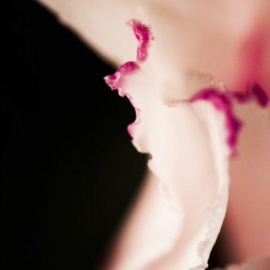 pembe orkide yakın çekim