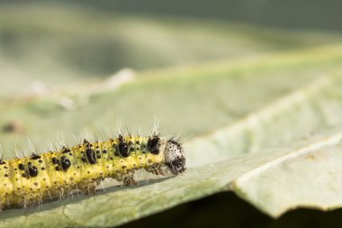 Caterpillar lahana yaprağı üzerinde