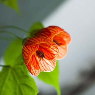 portakal abutilon çiçek ve yaprakları pencereden
