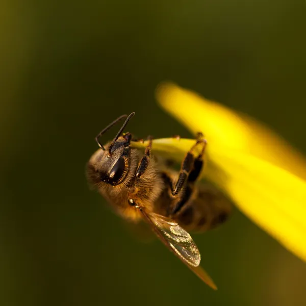 Méh makró — Stock Fotó