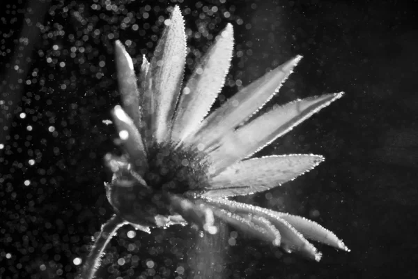 Underwater sammansättning med torkade blommor — Stockfoto