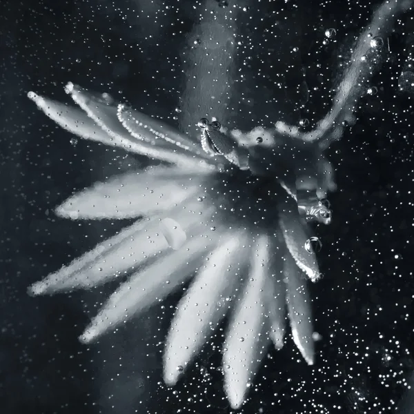 Composición submarina con flor seca — Foto de Stock