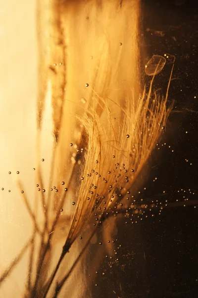 Капли воды на семена одуванчиков — стоковое фото