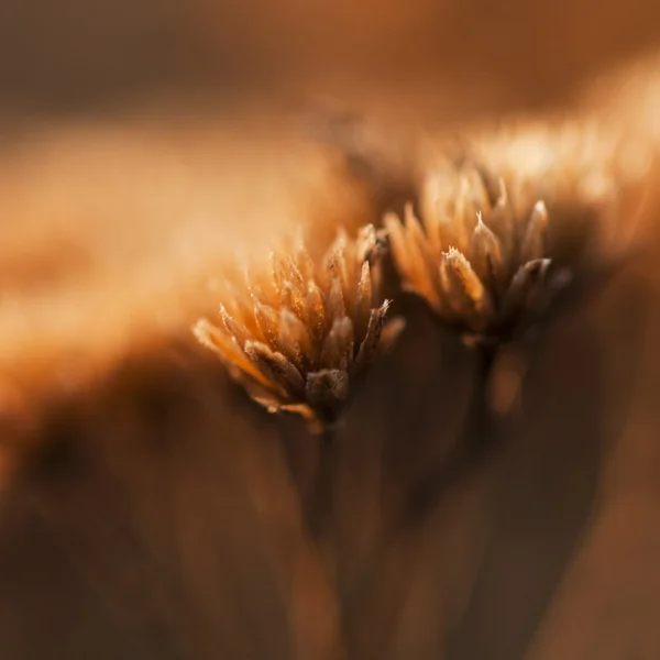 Dried herbs in field — Stok fotoğraf