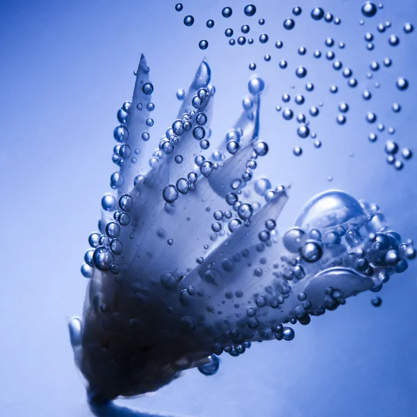 Onderwater samenstelling met gedroogde bloem — Stockfoto