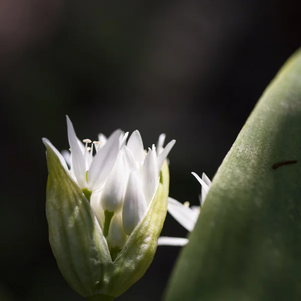 Allium ursinum planta - flor de primavera con fondo oscuro —  Fotos de Stock