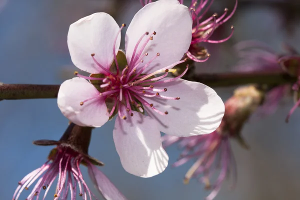 Персикове дерево рожева красива квітка з природним фоном — стокове фото