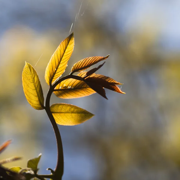 Licht geel-groene bladeren op lente, natuurlijke achtergrond — Stockfoto