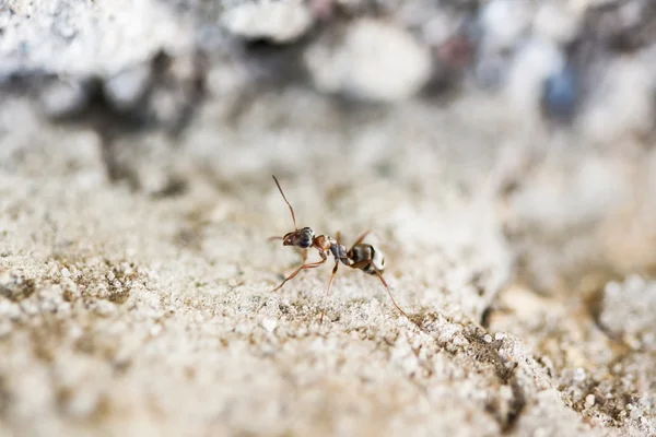 Μικρό μυρμήγκι σε μια επιφάνεια του τσιμέντου με φόντο τσιμέντου — Φωτογραφία Αρχείου