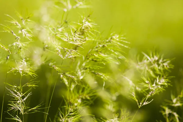 Gröna vilda växten isolerad på gröna, naturliga bakgrund — Stockfoto