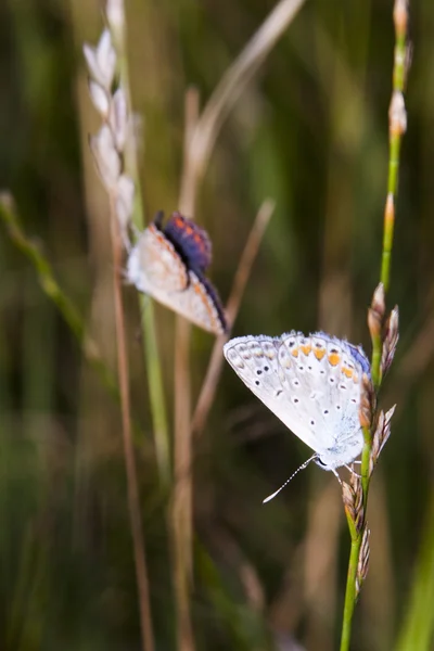 Petit, coloré, beau papillon sur une plante séchée avec un fond naturel — Photo