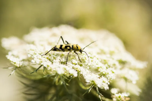 Nagy sárga bug a természetes háttér fehér virág — Stock Fotó