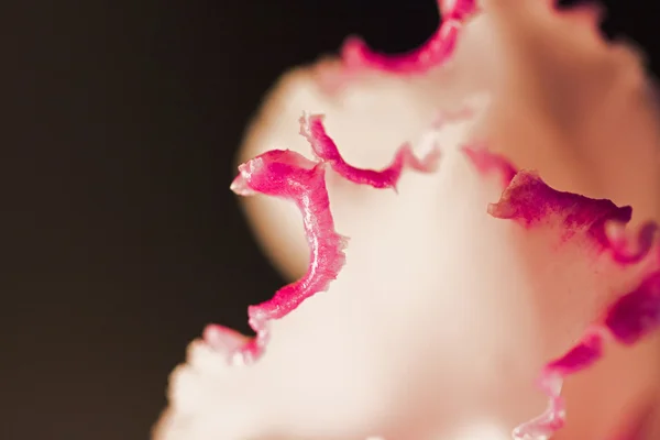 Orchidée rose gros plan — Photo