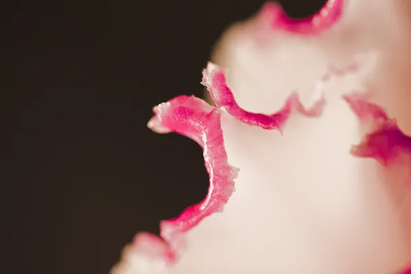 Różowy storczyk z bliska — Zdjęcie stockowe
