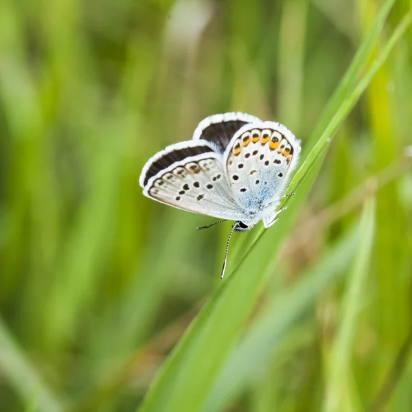 Small, colorful, beautiful butterfly on a dried plant with natural background — Stock Photo, Image