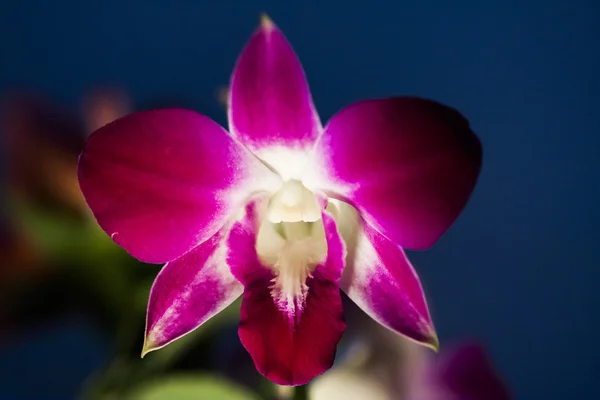 Orquídea rosa de perto — Fotografia de Stock
