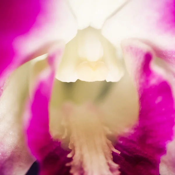Rosa Orchidee aus nächster Nähe — Stockfoto