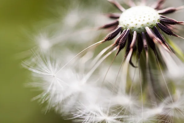 Dandelion seeds — Stock Photo, Image