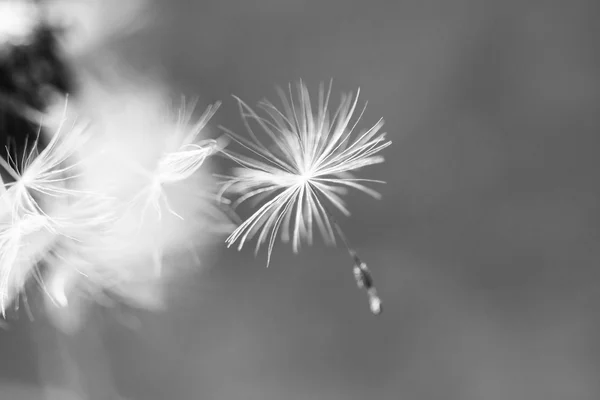 Dandelion seeds — Stock Photo, Image