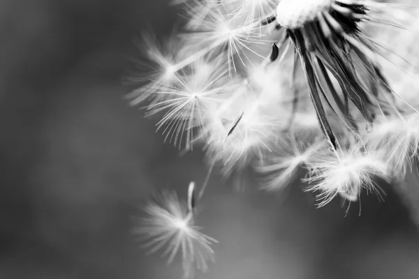 Dandelion seeds — Stock Photo, Image