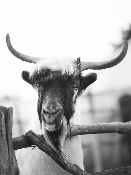 Goat in stall — Stock Photo, Image