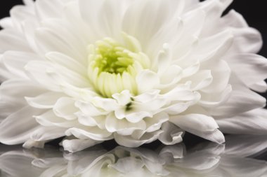 Kasımpatı çiçeği