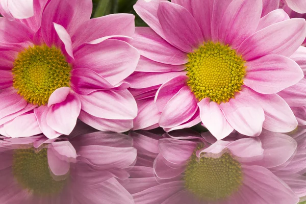 Chrysant bloemen — Stockfoto