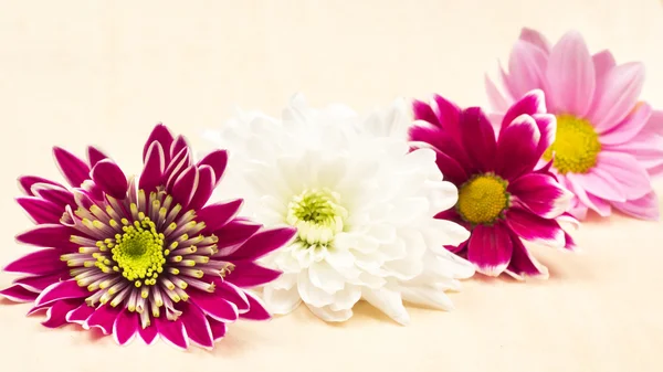 Chrysant bloemen — Stockfoto