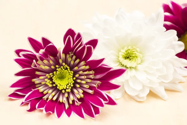 Chrysant bloemen — Stockfoto