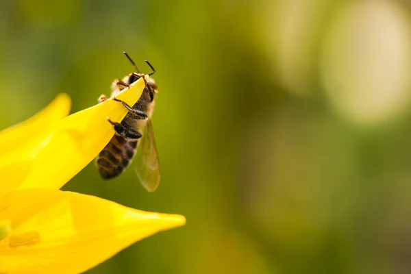 Bee op bloem — Stockfoto