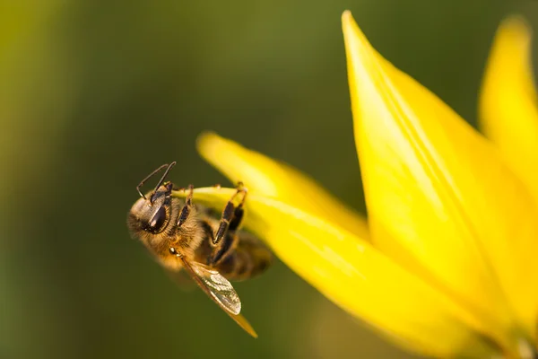 Biene auf Blume — Stockfoto