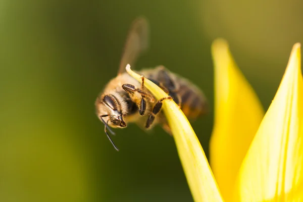 蜜蜂在花上 — 图库照片