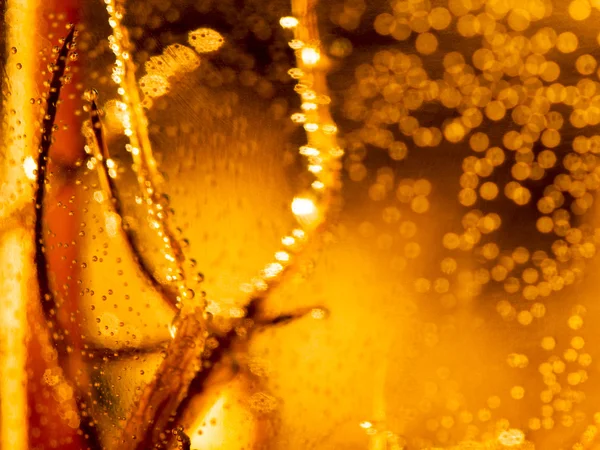 Dandelion seeds with water drops — Stock Photo, Image