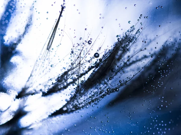 Dandelion seeds with water drops — Stock Photo, Image