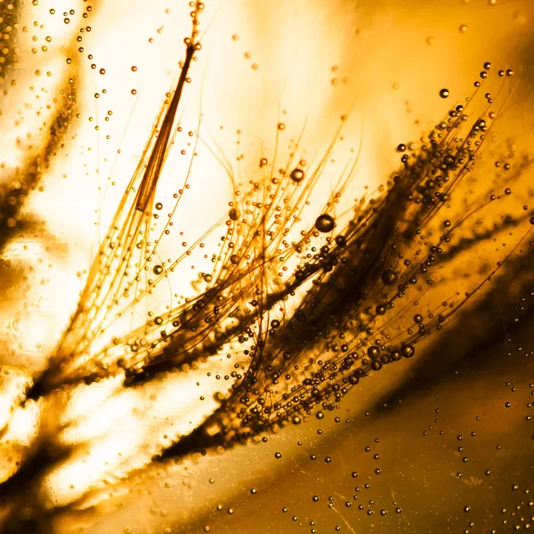 Semillas de diente de león con gotas de agua —  Fotos de Stock