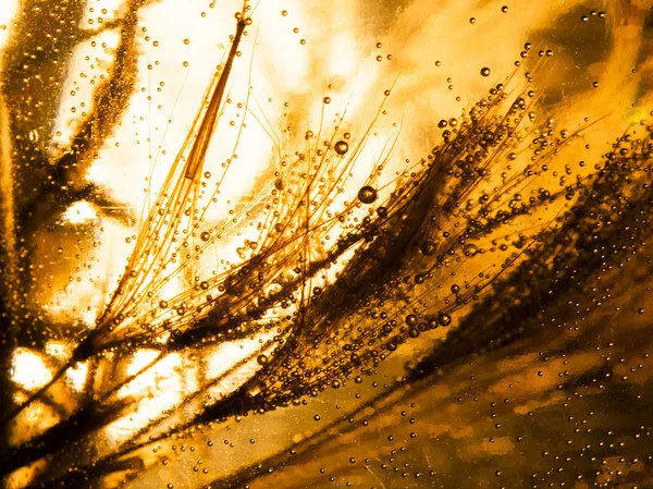 Su damlalı karahindiba tohumları — Stok fotoğraf