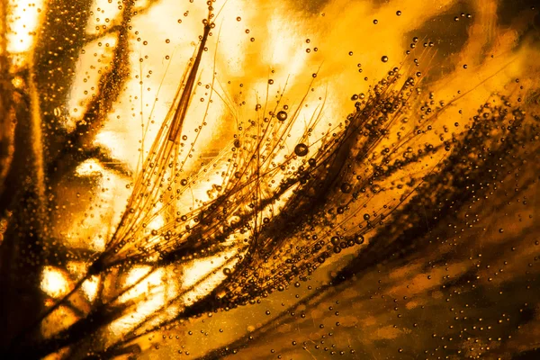 Semillas de diente de león con gotas de agua —  Fotos de Stock