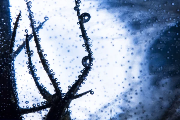 Löwenzahnsamen mit Wassertropfen — Stockfoto